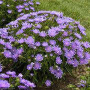 Aster, Totally Stoked Riptide #1